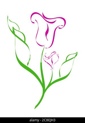 Illustrazione vettoriale di una silhouette di Calla Lilies isolata su sfondo bianco Illustrazione Vettoriale