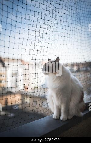 Gatto ragdoll sul terrazzo godendo della vista urbano Foto Stock