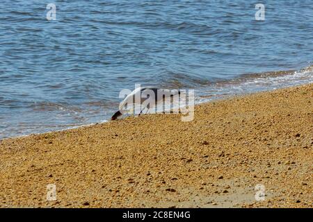 Cormorant mangiare un pesce vivo appena pescato nell'oceano Foto Stock