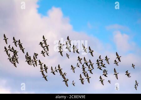 Gregge di uccelli. Uccelli: Ruff. Pugnax di Philomachus. Sfondo blu bianco cielo. Foto Stock