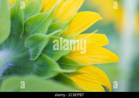 Primo piano macro immagine della fioritura del girasole nella McKee-Behers Wildlife Management Area a Montgomery County, Maryland, USA Foto Stock