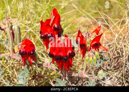 Swainsona formosa o Sturt's Desert Pea, emblema di fiori del Sud Australia, in habitat naturale nel deserto Outback dell'Australia. Foto Stock