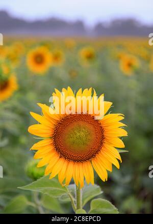 Girasole singolo in primo piano con pedali gialli e dorati con diversi girasoli sullo sfondo presso la McKee-Behers Wildlife Management Area, Maryland Foto Stock