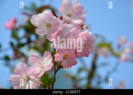 I fiori di granchio rosa in un parco a Shanghai, il rosa intenso e il cielo blu hanno colori attraenti Foto Stock