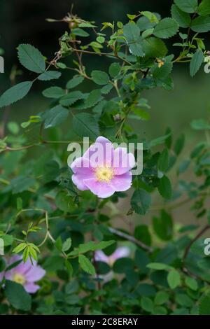 Rosa woodsii var. Fendleri. Rosa di legno / rosa selvatico Foto Stock
