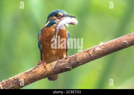 Politica europea comune in materia di Kingfisher (Alcedo atthis) appollaiato su un bastone sopra il fiume e la caccia per i pesci. Un Minnow (Phoxinus phoxinus è stato catturato ed è Foto Stock