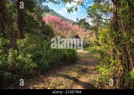 Il paesaggio di una capanna isolata in una piantagione di caffè con Wild Himalayan Cherry o Prunus cerasoides fiorisce sfondo a Doi Chang in Chiang rai, T. Foto Stock