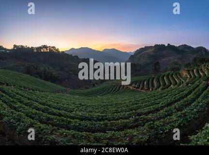 Il paesaggio della fattoria di fragole all'alba con una bella fila di fragole al villaggio di Nolae in Doi Ang Khang, Chiang mai, Thailandia. Foto Stock