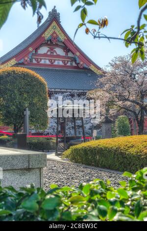Il paesaggio della fioritura di sakura e del fogliame colorato all'interno del tempio Sensoji o Asaksa a Tokyo, Giappone. Foto Stock
