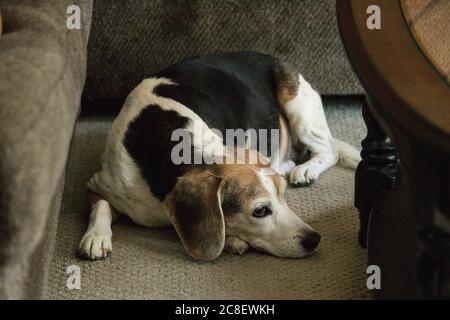 simpatico cane beagle che giace sul pavimento del soggiorno con moquette Foto Stock