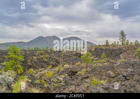 Sunset Crater Vulcano Lava Pool, formato dal flusso di lava del Bonito. Ponderosa alberi di pino che crescono sulla roccia lavica. Nel nord dell'Arizona Foto Stock