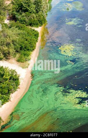 Alghe blu-verdi coprono la superficie del fiume in fiore con un film lungo la costa. Inquinamento idrico fluviale. Problemi ambientali. Foto Stock