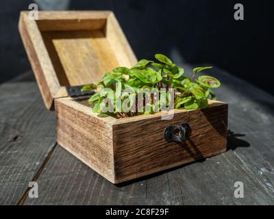 Germogli di crescione freschi in scatola di legno su tavolo di legno. Alimentazione sana ed equilibrata. Supercibo Foto Stock