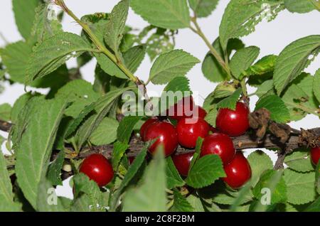 Un mazzo di ciliegie rosse e mature su un ramo con foglie. Messa a fuoco selettiva Foto Stock