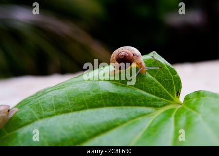 una piccola lumaca isolata su foglia verde di betel Foto Stock