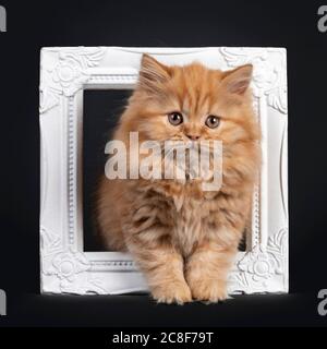 Gattino Longhair britannico rosso morbido, in piedi attraverso photoframe bianco. Guardando verso la fotocamera. Isolato su sfondo nero. Foto Stock