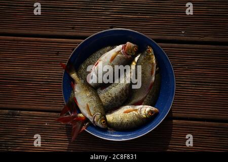 Piatto con rudd (Scardinius erythrophtalmus) pescato fresco comune di acqua dolce Foto Stock