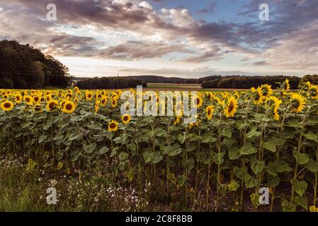 Campo di girasoli in fiore nella luce della sera, Canton Turgau, Svizzera Foto Stock