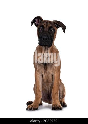 Bel Boerboel / Malinois cane di razza trasversale, seduta di fronte. Guarda la fotocamera con occhi luminosi ipnotizzanti. Isolato su sfondo bianco Foto Stock