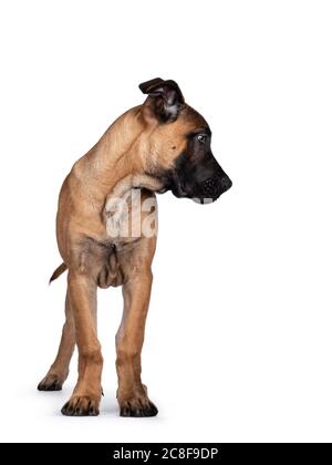 Bel Boerboel / Malinois cane di razza trasversale, in piedi di fronte. Testa girata lateralmente, guardando verso il lato inferiore. Isolato su sfondo bianco. Foto Stock