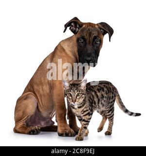 Bel Boerboel / Malinois cane di razza incrociata, seduto modi laterali. Savannah gatto che gli passa davanti. Entrambi sono messi a fuoco accanto alla telecamera con radianti Foto Stock