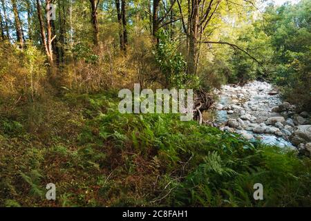 Safety Camp Creek - un piccolo fiume affluente scorre attraverso una fitta macchia sulla costa occidentale della Nuova Zelanda Foto Stock