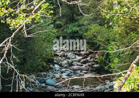 Safety Camp Creek - un piccolo fiume affluente scorre attraverso una fitta macchia sulla costa occidentale della Nuova Zelanda Foto Stock