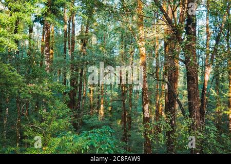 La luce del mattino pierces una fitta foresta di faggi sulla costa occidentale dell'Isola del Sud, Nuova Zelanda Foto Stock