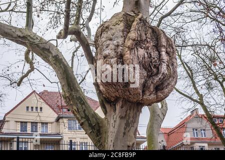 Burl sul Platanus x acerifolia - platano londinese nello Zoo e nel Giardino Botanico di Torun, Voivodato Pomeriano Kuyaviano della Polonia Foto Stock