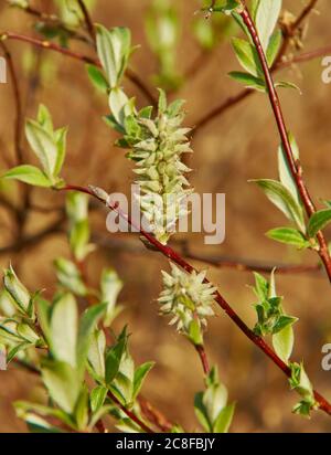 Salix lapponum, salice discendente, con un'ampia distribuzione nel Nord Europa Foto Stock