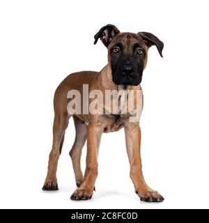Bel Boerboel / Malinois cane di razza trasversale, in piedi modi laterali. Guarda avanti con occhi luminosi affascinanti. Isolato su sfondo bianco. Foto Stock