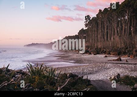 La fitta foresta di rimu (conifere) incontra il mare alla spiaggia di Bruce Bay / Mahitahi, sulla costa occidentale selvaggia della Nuova Zelanda Foto Stock