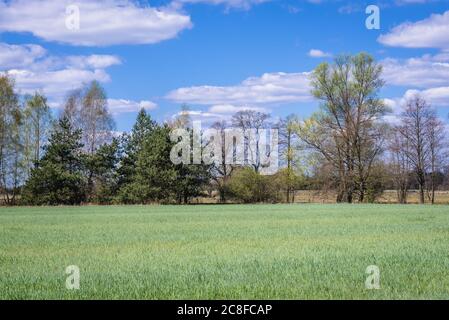 Campo di segale nel distretto di Gmina Korytnica, all'interno della contea di WGrow, Voivodato Masoviano della Polonia Foto Stock