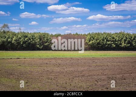 Segale in crescita in un campo nel distretto di Gmina Korytnica, all'interno della contea di WGrow, Voivodato Masoviano della Polonia Foto Stock