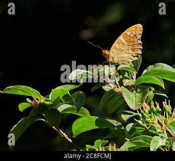 Maschio Argynnis-lavato Fritillary pafia arroccato su blackthorn - Lower Woods Wiltshire UK Foto Stock