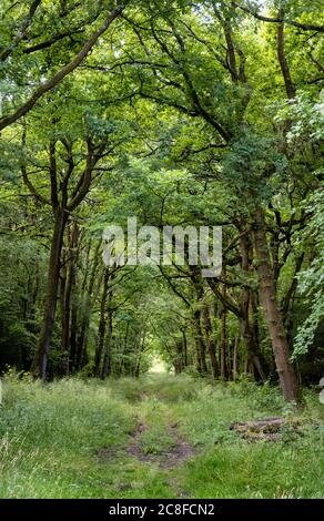 Giro in bosco di querce attraverso la riserva naturale di Lower Woods a Wickwar Woods in Gloucestershire UK Foto Stock