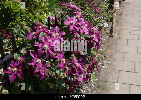 Fiori di cuoio italiani rosa che crescono attraverso una recinzione da giardino nel Regno Unito Foto Stock