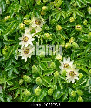 Fiore bianco Passiflora che cresce su un muro in un giardino inglese Foto Stock