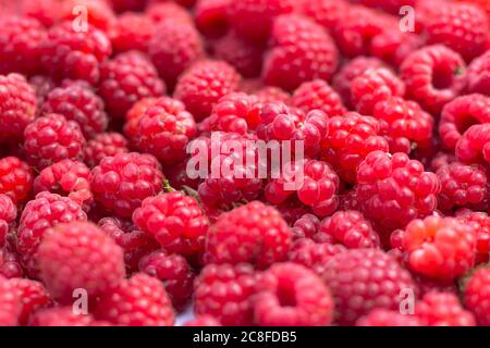 Dettaglio di lamponi freschi e dolci.primo piano di Berries.sfondo di frutta di lampone. Bella selezione di lamponi rossi freschi e succosi Foto Stock