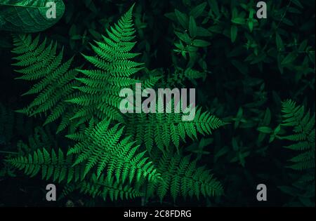 Perfetto modello naturale di foresta di felci. Eco sfondo fatto con giovani foglie di felce verdi. Foto Stock