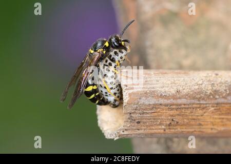 Große Stängelwespe, Stängelwespe, Lehmwespe, Mauer-Lehmwespe, Mauerlehmwespe, Weibchen, mit Käferlarve-Blattkäfer,  -larve (Chrysomela), Blat Foto Stock