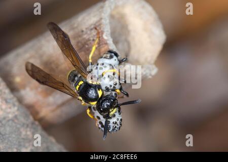 Große Stängelwespe, Stängelwespe, Lehmwespe, Mauer-Lehmwespe, Mauerlehmwespe, Weibchen, mit Käferlarve-Blattkäfer,  -larve (Chrysomela), Blat Foto Stock