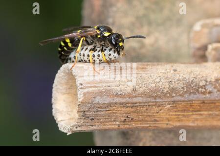 Große Stängelwespe, Stängelwespe, Lehmwespe, Mauer-Lehmwespe, Mauerlehmwespe, Weibchen, mit Käferlarve-Blattkäfer,  -larve (Chrysomela), Blat Foto Stock