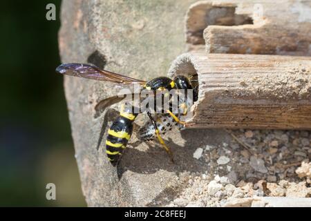 Große Stängelwespe, Stängelwespe, Lehmwespe, Mauer-Lehmwespe, Mauerlehmwespe, Weibchen, mit Käferlarve-Blattkäfer,  -larve (Chrysomela), Blat Foto Stock