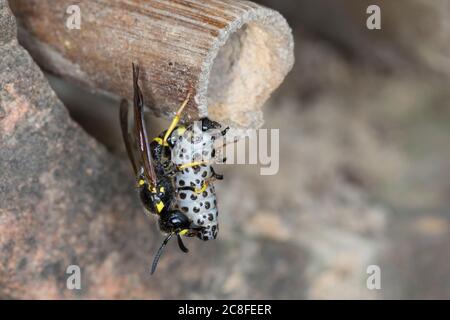 Große Stängelwespe, Stängelwespe, Lehmwespe, Mauer-Lehmwespe, Mauerlehmwespe, Weibchen, mit Käferlarve-Blattkäfer,  -larve (Chrysomela), Blat Foto Stock