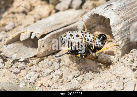 Große Stängelwespe, Stängelwespe, Lehmwespe, Mauer-Lehmwespe, Mauerlehmwespe, Weibchen, mit Käferlarve-Blattkäfer,  -larve (Chrysomela), Blat Foto Stock