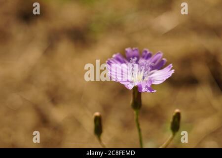 macro fiore violetto selvatico che cresce in campo soleggiato su sfondo marrone sfocato Foto Stock