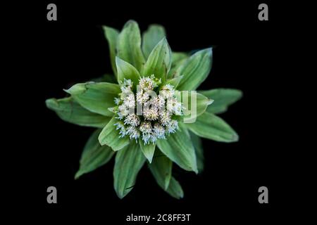 Butterbur gigante, burro giapponese-bur (Petasites japonicus), fiorente su sfondo nero, Paesi Bassi Foto Stock