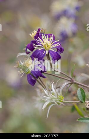 tosaerba (Clematis x aromatica, Clematis 'Aromatico', Clematis Aromatica), fiori Foto Stock