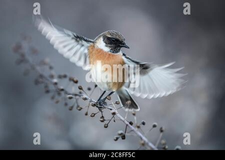 Stonechat comune (Saxicola rubicola, Saxicola torquata rubicola), decollo in volo, Italia, Stagno di Peretola Foto Stock